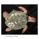 Sea Turtle Bronze Cremation Urn