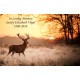 Deer at Sunset White Wooden Urn Box for Ashes Deer at Sunset White Wooden Urn Box for Cremated Ashes