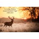 Deer at Sunset White Wooden Urn Box for Cremated Ashes