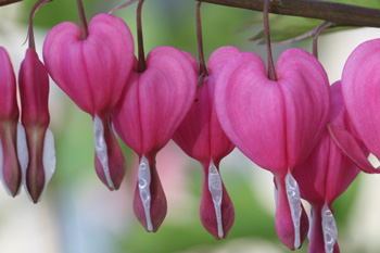 bleeding heart