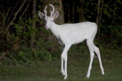 albino deer