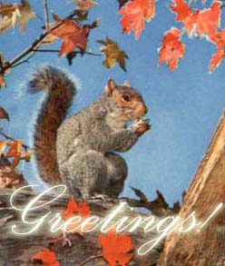 squirrel postcard